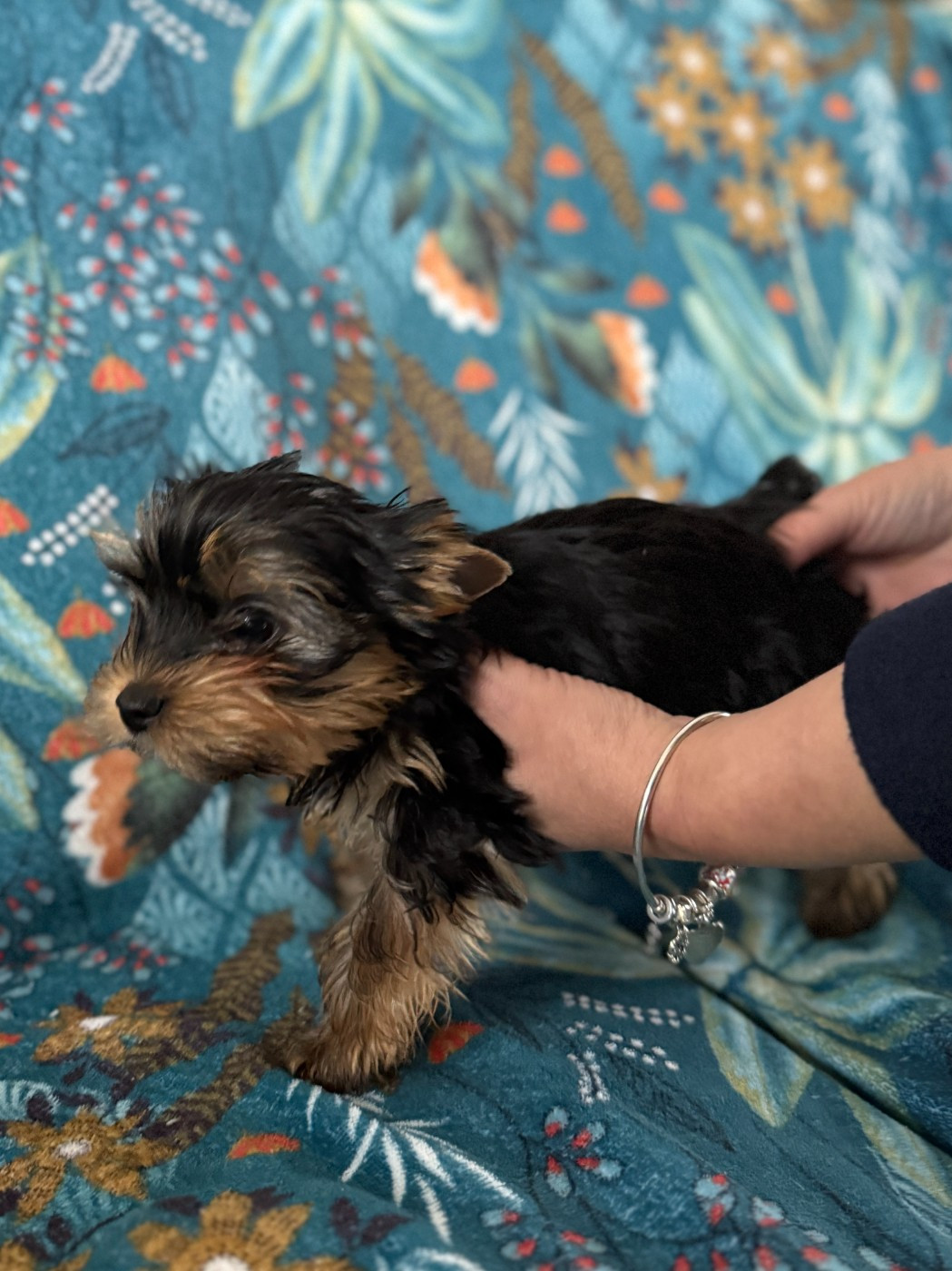 de l'Etoile du Loch - Chiots disponibles - Yorkshire Terrier