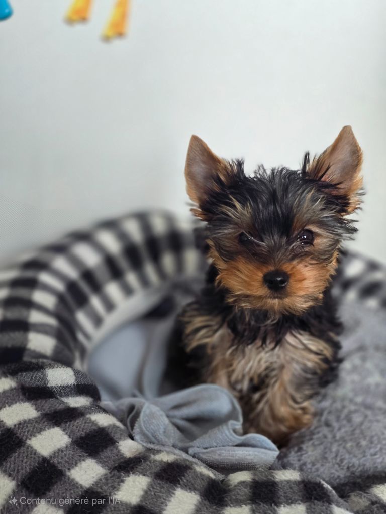 de l'Etoile du Loch - Chiots disponibles - Yorkshire Terrier